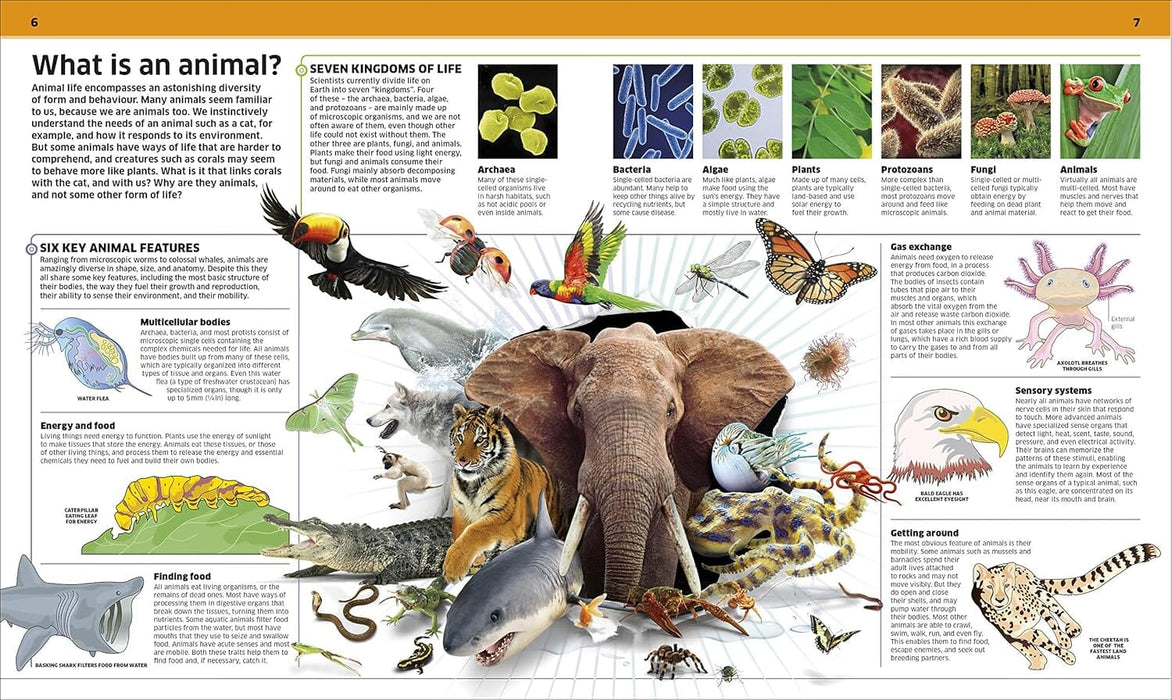 Knowledge Encyclopedia Animal!: The Animal Kingdom as you've Never Seen it Before: by DK - Ages 9+ - Hardback 9-14 DK